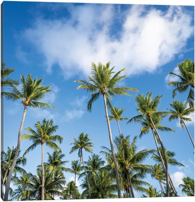 Palm Trees On A Sunny Day Canvas Art Print - French Polynesia Art