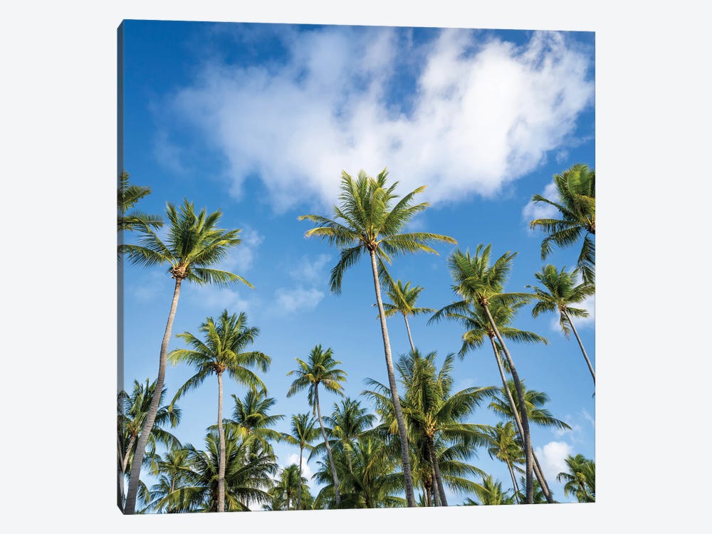 Palm Trees On A Sunny Day by Jan Becke 1-piece Canvas Artwork