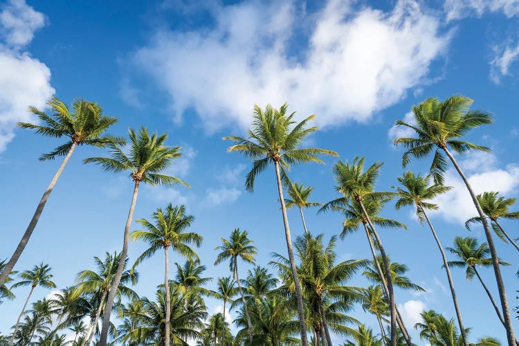 Palm Trees In The South Seas