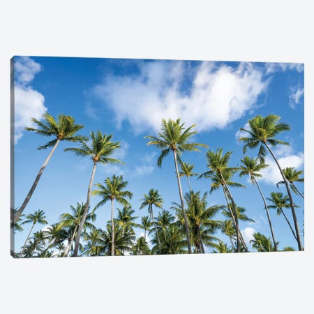 Palm Trees In The South Seas Canvas Print #JNB2307} by Jan Becke Canvas Artwork