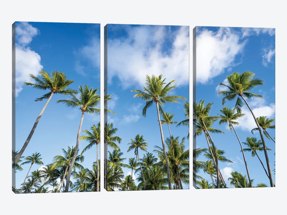 Palm Trees In The South Seas by Jan Becke 3-piece Art Print
