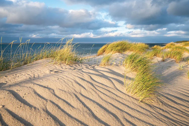 Sand Dunes With Beach Grass On A Sunny Day