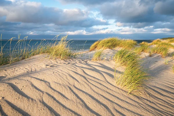 Coastal Sand Dunes: Sand Dunes With Beach Grass On A Sunny Day by Jan Becke