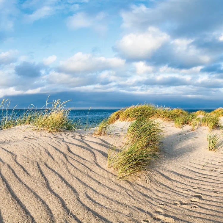 Sand Dunes With Beach Grass Near The Sea