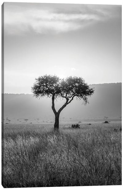 Acacia Tree In Black And White, Maasai Mara (Masai Mara), Kenya, Africa Canvas Art Print - Maasai Mara National Reserve