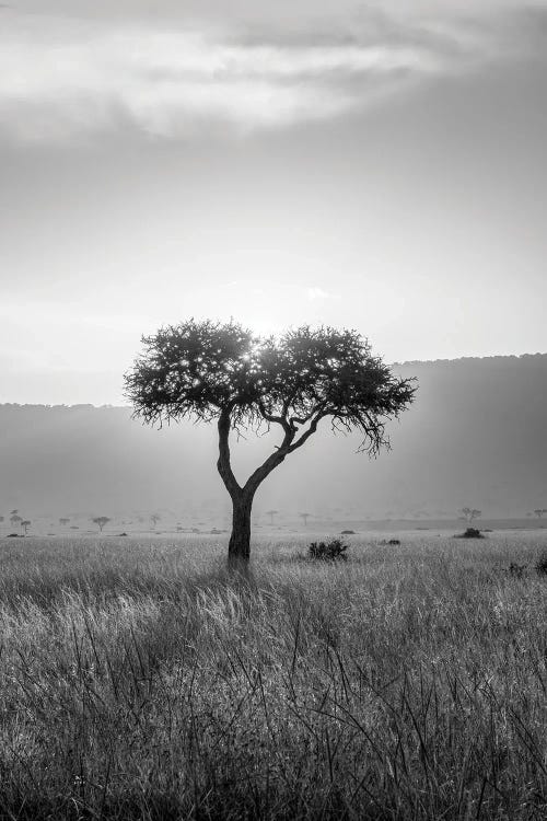 Acacia Tree In Black And White, Maasai Mara (Masai Mara), Kenya, Africa