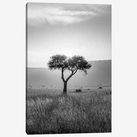 Acacia Tree In Black And White, Maasai Mara (Masai Mara), Kenya, Africa Canvas Print #JNB2340} by Jan Becke Canvas Print