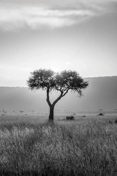 Kenya: Acacia Tree In Black And White, Maasai Mara (Masai Mara), Kenya, Africa by Jan Becke