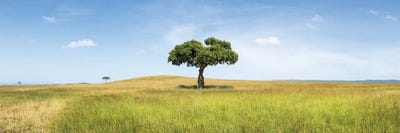 Lonely Acacia Tree In The Maasai Mara (Masai Mara), Kenya, Africa by Jan Becke framed canvas print