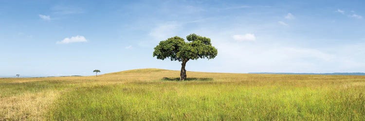 Lonely Acacia Tree In The Maasai Mara (Masai Mara), Kenya, Africa