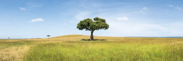 Maasai Mara National Reserve: Lonely Acacia Tree In The Maasai Mara (Masai Mara), Kenya, Africa by Jan Becke