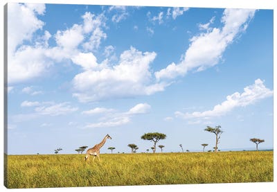 Giraffe Walking Along Acacia Trees In The Maasai Mara (Masai Mara), Kenya, Africa Canvas Art Print - Maasai Mara National Reserve
