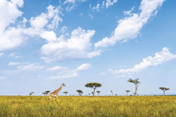 Giraffe Walking Along Acacia Trees In The Maasai Mara (Masai Mara), Kenya, Africa