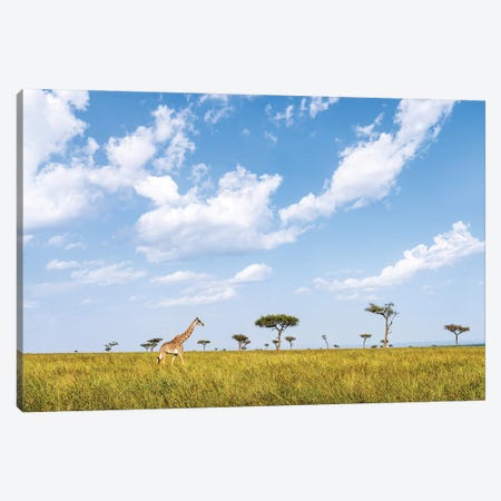Giraffe Walking Along Acacia Trees In The Maasai Mara (Masai Mara), Kenya, Africa Canvas Print #JNB2342} by Jan Becke Canvas Art Print