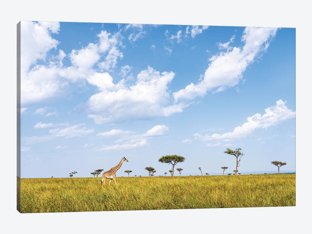 Giraffe Walking Along Acacia Trees In The Maasai Mara (Masai Mara), Kenya, Africa by Jan Becke 1-piece Canvas Art