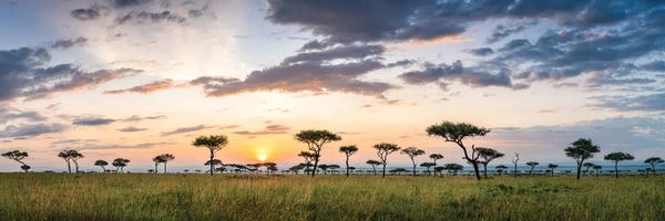 Maasai Mara (Masai Mara) Savannah Panorama At Sunrise, Kenya, Africa