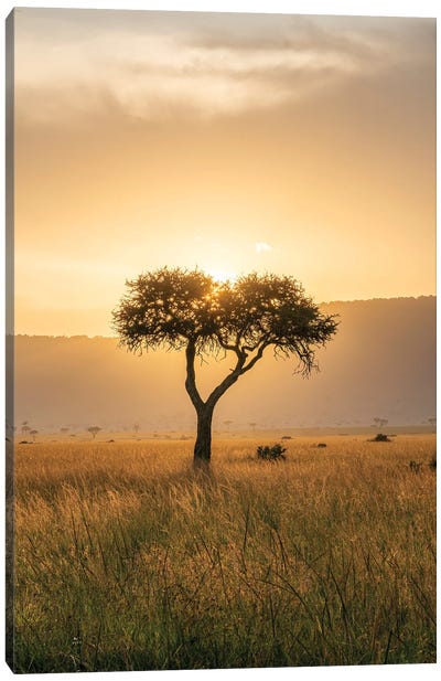 Acacia Tree At Sunset, Maasai Mara (Masai Mara), Kenya, Africa Canvas Art Print - Jan Becke