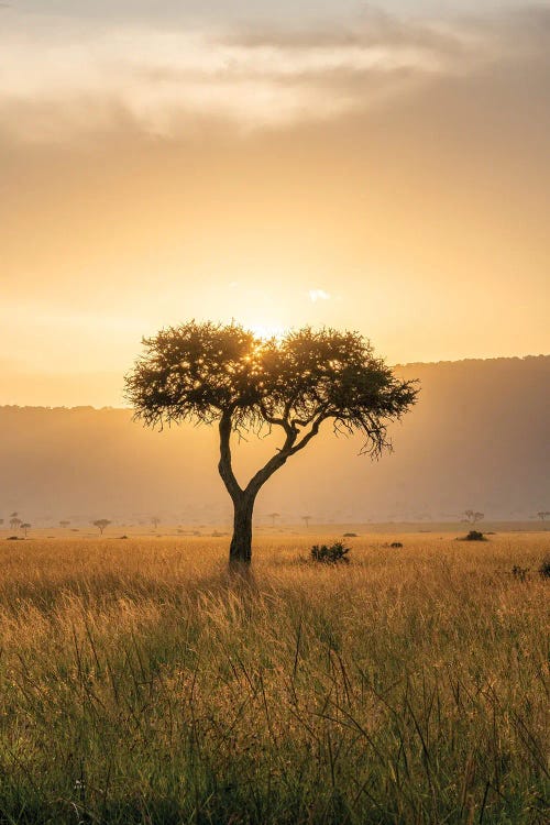 Acacia Tree At Sunset, Maasai Mara (Masai Mara), Kenya, Africa