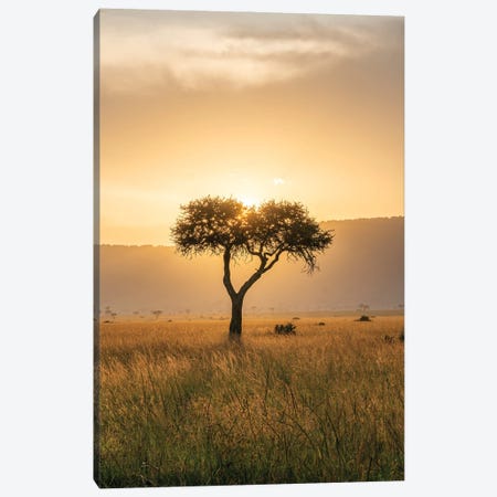 Acacia Tree At Sunset, Maasai Mara (Masai Mara), Kenya, Africa Canvas Print #JNB2344} by Jan Becke Canvas Artwork