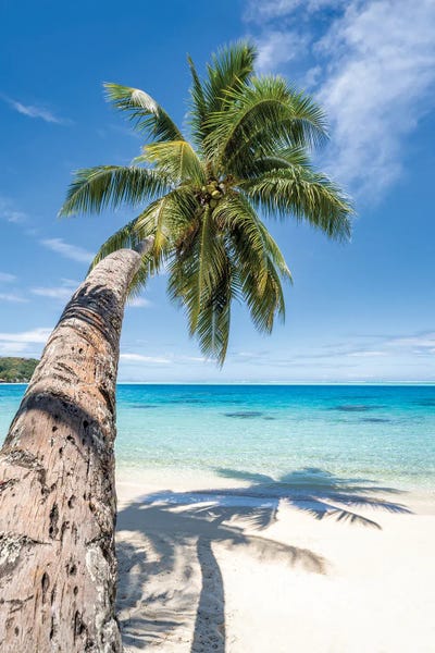 Fine Art Print: Palm Tree On A Tropical Beach In The South Seas by Jan Becke
