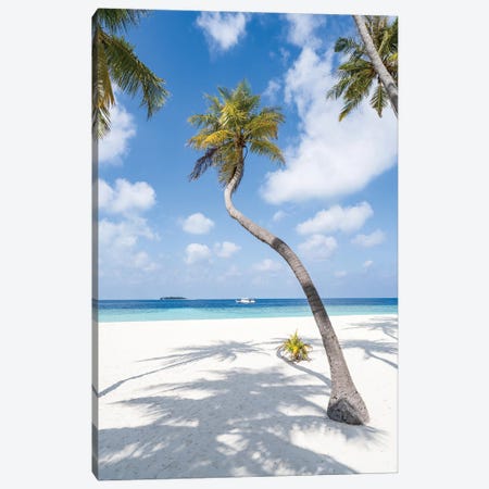 Palm Tree On The Beach, Maldives Canvas Print #JNB2389} by Jan Becke Art Print