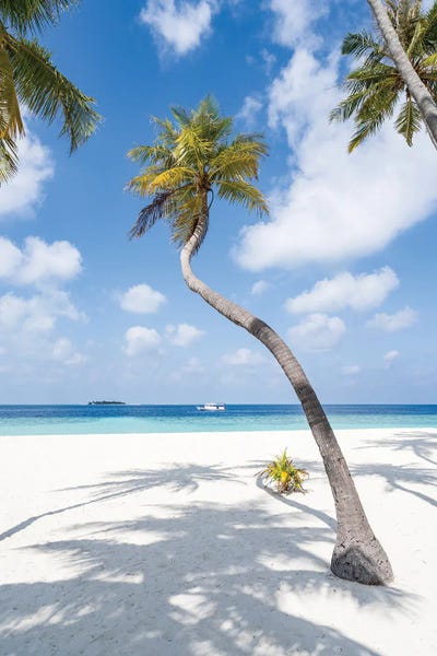 Fine Art Print: Palm Tree On The Beach, Maldives by Jan Becke