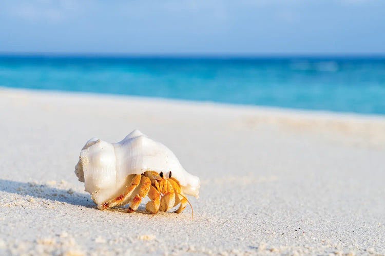 Small Hermit Crab On The Beac by Jan Becke wall art