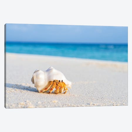 Small Hermit Crab On The Beac Canvas Print #JNB2390} by Jan Becke Canvas Art