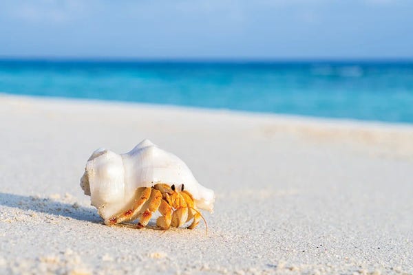 Small Hermit Crab On The Beac