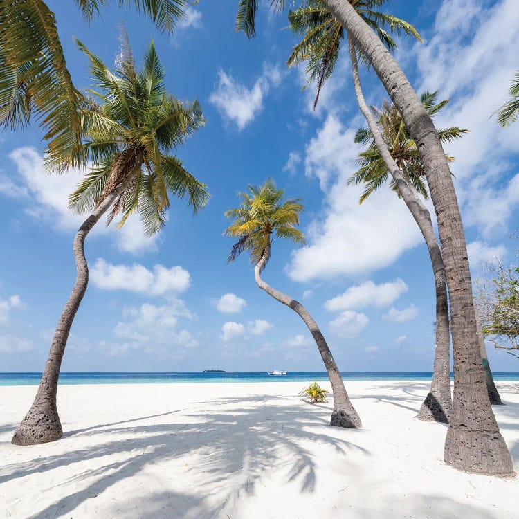 Palm Trees On A Tropical Island In The Maldives