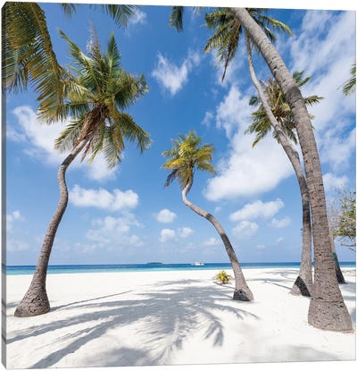 Palm Trees On A Tropical Island In The Maldives Canvas Art Print - Maldives