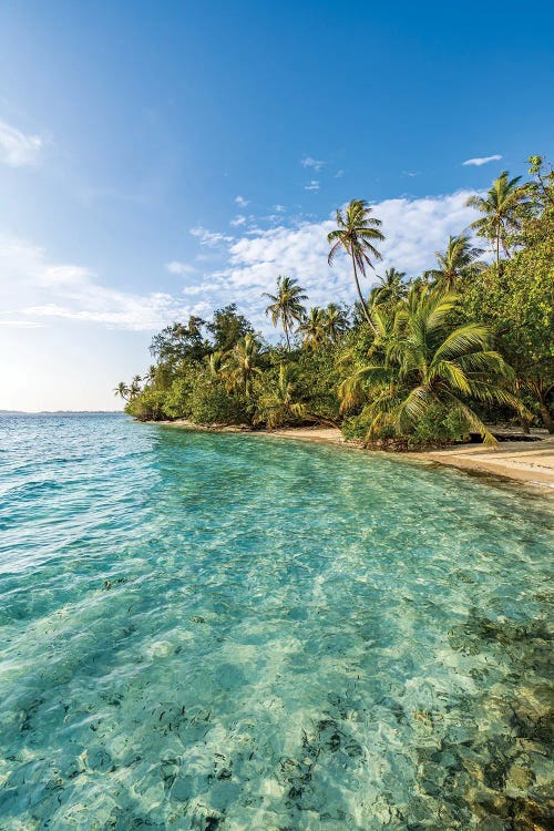 Tropical Island With Palm Trees In The Maldives