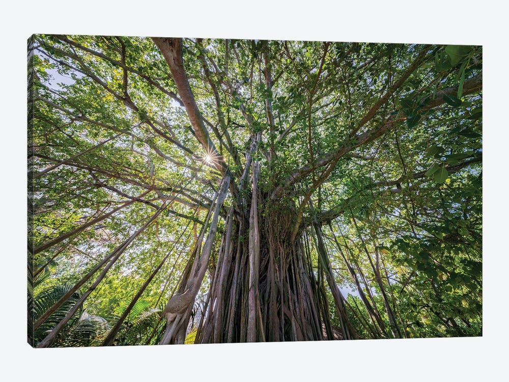Banyan Tree In The Maldives by Jan Becke 1-piece Canvas Artwork