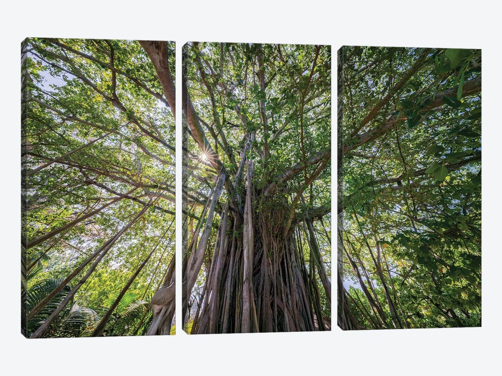 Banyan Tree In The Maldives by Jan Becke 3-piece Canvas Artwork