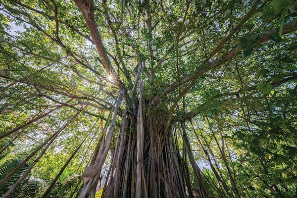 Maldives: Banyan Tree In The Maldives by Jan Becke