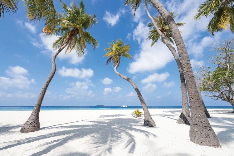 Palm Trees On A Tropical Beach, Maldives