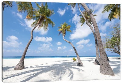 Palm Trees On A Tropical Beach, Maldives Canvas Art Print - Maldives