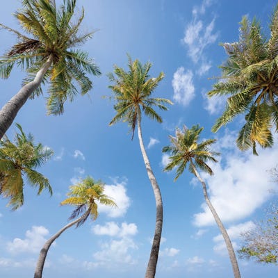 Palm Trees, Maldives by Jan Becke framed wall art