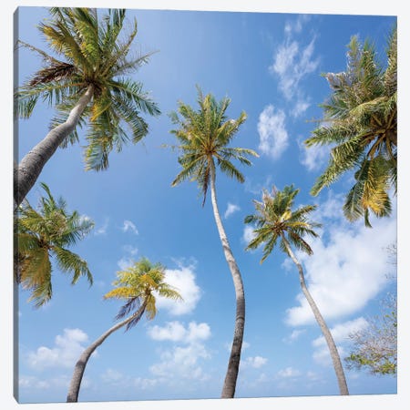 Palm Trees, Maldives Canvas Print #JNB2410} by Jan Becke Canvas Print