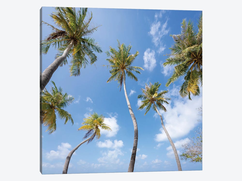 Palm Trees, Maldives by Jan Becke 1-piece Canvas Art