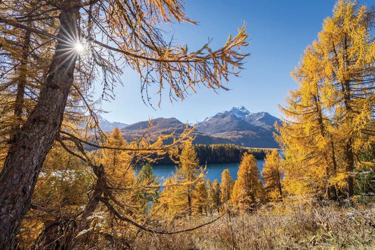 Larch Forest In Autumn Season, Lake Sils (Silsersee), Upper Engadine Valley, Switzerland