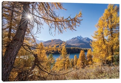 Larch Forest In Autumn Season, Lake Sils (Silsersee), Upper Engadine Valley, Switzerland Canvas Art Print - Switzerland Art