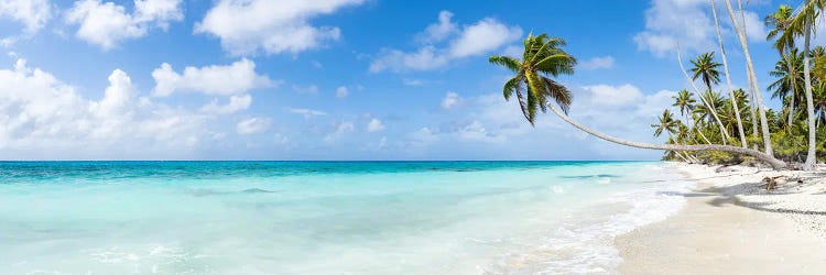 Tropical Beach With Hanging Palm Tree On Fakarava, French Polynesia