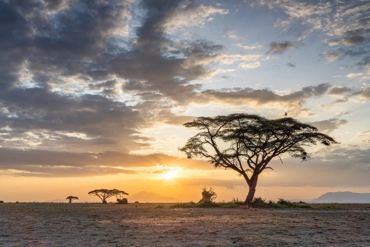 Lonely Acacia Tree At Sunset, Amboseli National Park, Kenya, Africa