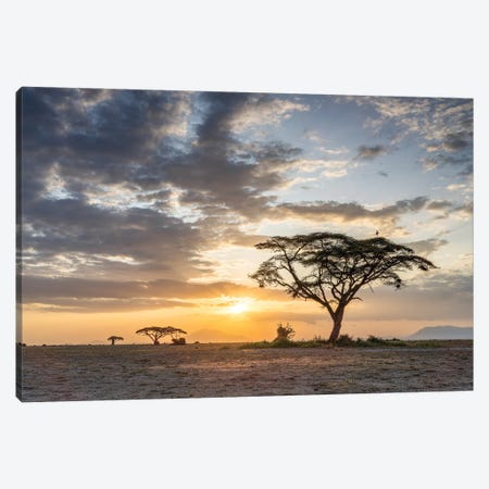 Lonely Acacia Tree At Sunset, Amboseli National Park, Kenya, Africa Canvas Print #JNB2508} by Jan Becke Art Print