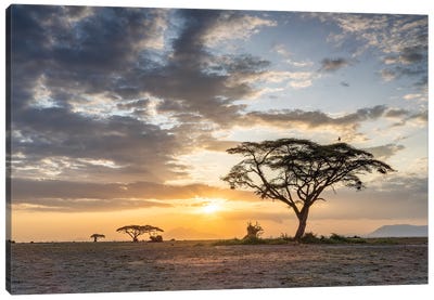 Lonely Acacia Tree At Sunset, Amboseli National Park, Kenya, Africa Canvas Art Print - Kenya