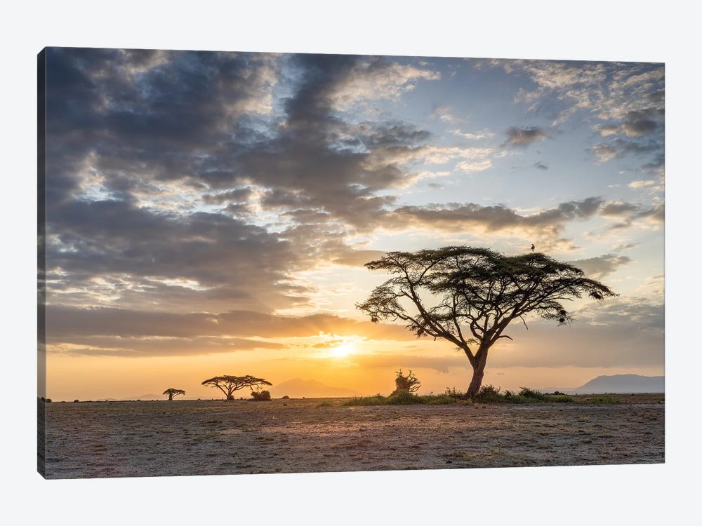 Lonely Acacia Tree At Sunset, Amboseli National Park, Kenya, Africa by Jan Becke 1-piece Canvas Artwork
