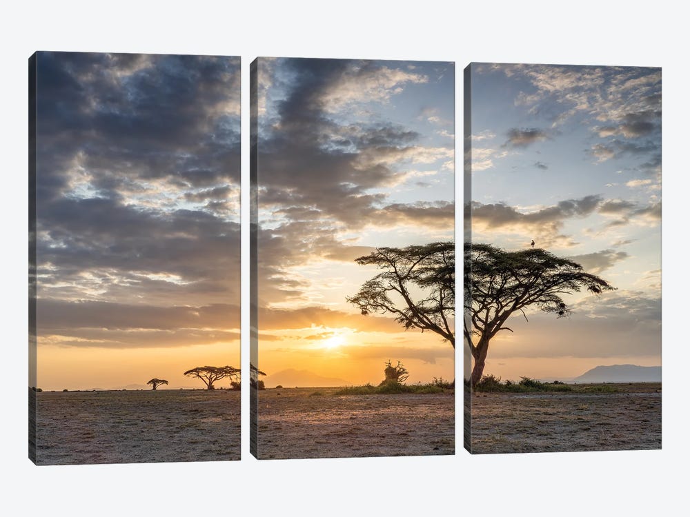 Lonely Acacia Tree At Sunset, Amboseli National Park, Kenya, Africa by Jan Becke 3-piece Canvas Wall Art