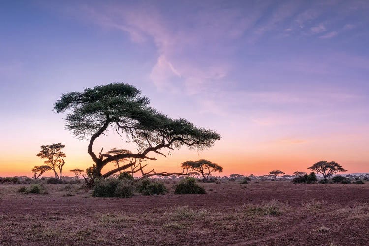 Acacia Trees At Sunrise, Amboseli National Park, Kenya