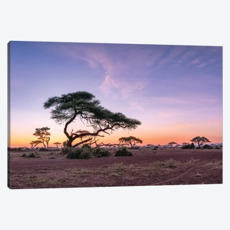 Acacia Trees At Sunrise, Amboseli National Park, Kenya Canvas Print #JNB2509} by Jan Becke Canvas Print